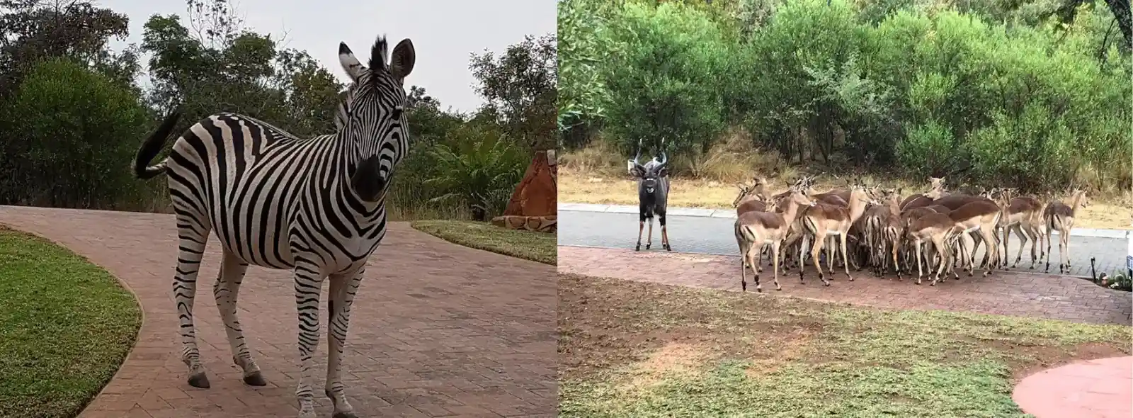 Abundant nature wildlife walks at Bokmakierie Place Koro Creek Golf Estate