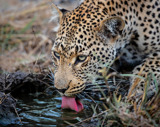 Top 10 Must-Do Activities in Modimolle and the Waterberg Region