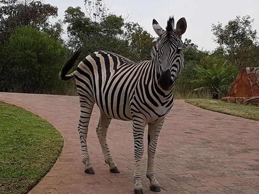 Tame Zebras at Bokmakierie Place